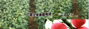 40公分左右红富士苹果苗多少钱?