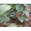 青香焦苹果苗销售#什么是青香蕉苹果小苗