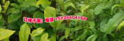 哪里的柿子树苗低价#优质云南柿子小苗销售