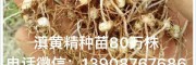 求购白芨#白芨价格#白芨种植技术