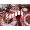 云南胡蜂蜂王过冬技术(公开）@新胡蜂养殖技术资料公开