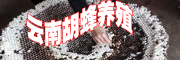 胡蜂好不好养殖[专家咨询]