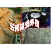 胡蜂养殖找哪里-云南滇润蜂业有限公司较专业
