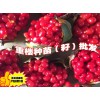 陕西重楼/当地重楼种苗价格/云南重楼是多少价