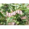 产地重楼种苗批发厂家#重楼栽培技术#重楼种植技术@#重楼图片