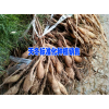 天冬几年能丰产&天门冬好种植吗?天冬种植海拔要求在多少米