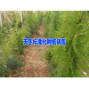 天冬几年能丰产&天门冬好种植吗