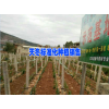 在云南天冬市场价&云南天冬特点（附图）