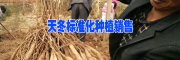 云南天冬种植基地