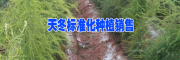 全国产地供应优质高产天冬种苗