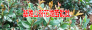 曲靖苗木培育基地|云南苗木价格表发布