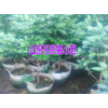 红河山茶花苗红豆杉苗马缨花树桩,罗汉松苗
