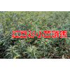 雪松袋苗多少一棵#|云南红豆杉