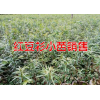 昆明雪松种子批发价格-石林聚缘苗圃红豆杉袋苗