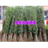 优质桂花树价格%金桂树苗价格%沉香桂花与金桂区别