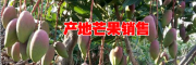 圣德隆芒果多少钱一斤