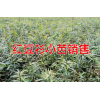 一米雪松小苗价格|红豆杉苗价格2018|求购雪松树苗