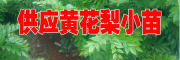 云南红河黄花梨种植基地报价_黄花梨多少一棵