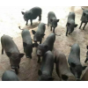 西双版纳特色产品滇瑶特色腊肉_小耳猪多少钱一只