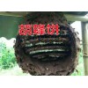 云南宣威虎头蜂一只多少钱#蜂王自己筑巢技术