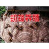 云南胡蜂养殖培训#云南宣威胡蜂移巢技术