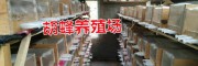 正宗胡蜂养殖技术