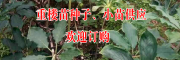 滇重楼统一货价格是多少?(750--850)