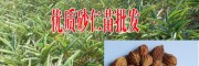 云南砂仁种植户