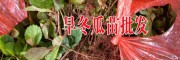 云南旱冬瓜小苗批发厂家丨旱冬瓜树苗销售信息