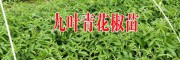 云南旱冬瓜苗供应商