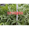 禄丰苗木种植园产品供求信息