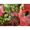 云南哪里有旱冬瓜销售丨楚雄/大理九叶青花椒多少钱一斤丨