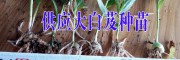 白芨中药材小苗报价表(2017.6)