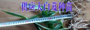 2017.6近期白芨小苗1.5元/株(附图)