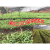 云南白及小苗基地销售价格是多少?