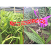 2017.6月白芨种苗价格是多少?白芨苗批发价格1.6元一株