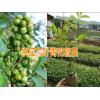 青花椒哪里在收购%买苗保回收九叶青花椒
