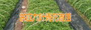 九叶青花椒苗育苗基地（附图）