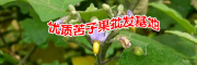广南县坝美那力苦子果种植基地