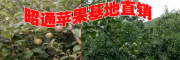 昭通水果批发市场