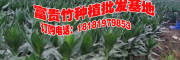 观音竹种植基地图片/报价/采购
