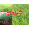 天冬种子#优质天门冬销售价格是多少?