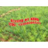 天冬中药#产地天门冬中药材种植基地信息？#今日天冬多少钱一斤？