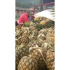 楚雄有无眼菠萝批发地吗&红河州哪里有无眼菠萝批发%