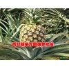 文山*哪里有无眼菠萝批发&西双版纳哪里有无眼菠萝批发*