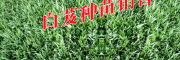 镇沅中药材种植价格
