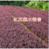 云南花叶良姜报价表#绿化小叶栀子报价表