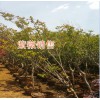 海桐球报价表