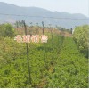 红叶石楠球报价