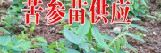 苦参苗价格